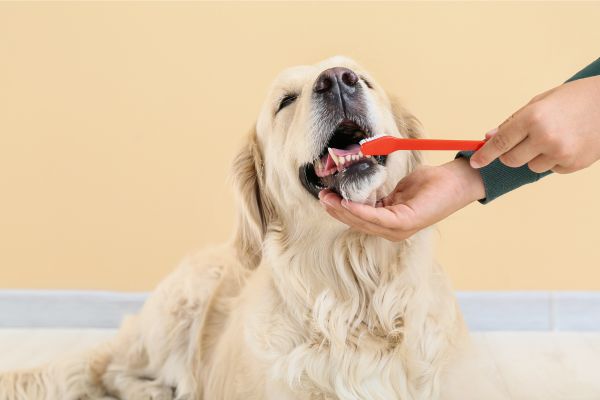 歯磨きする大型犬